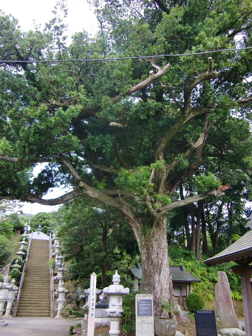 長谷寺(飯山観音)（神奈川県厚木市）_c0219820_2081078.jpg