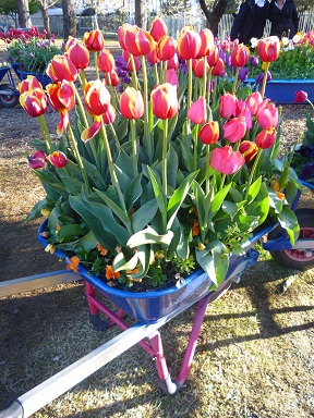 Floriade 2012_c0076823_19522424.jpg