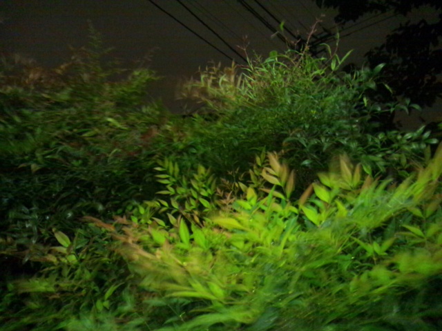 c0147123_2041345.jpg