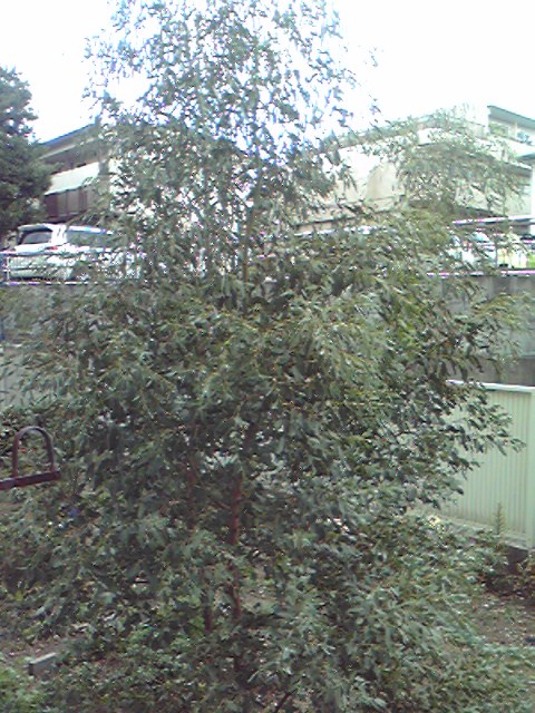 c0076939_16201067.jpg