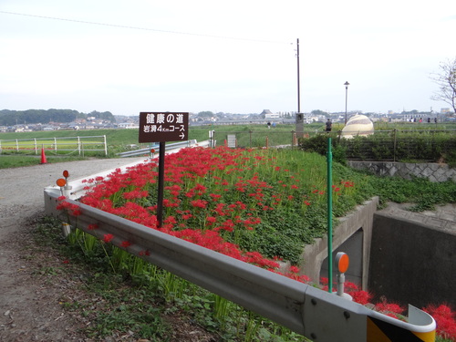 台風前のお散歩_d0254540_9525776.jpg