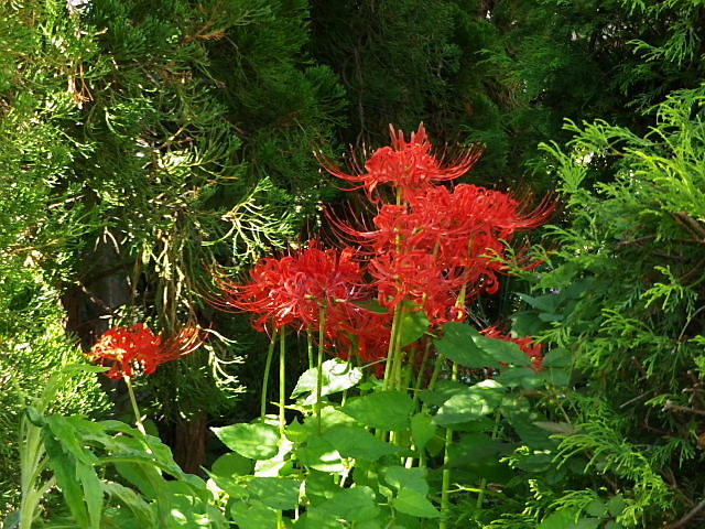 彼岸花、烏柄杓、酔芙蓉、姫凌霄花、鳳仙花、ナミアゲハ_c0051143_2316021.jpg