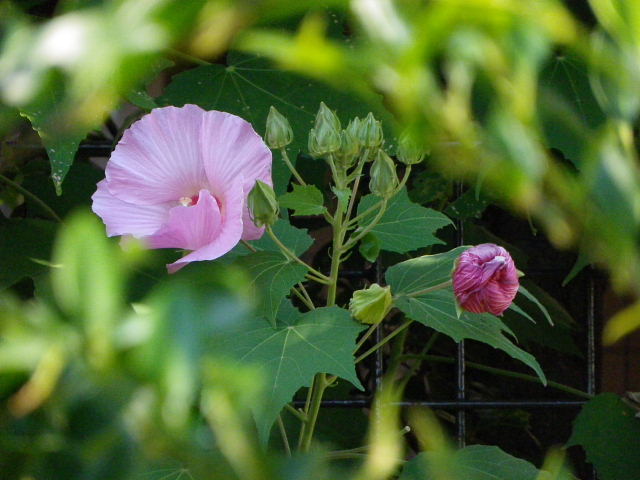 彼岸花、烏柄杓、酔芙蓉、姫凌霄花、鳳仙花、ナミアゲハ_c0051143_2327647.jpg