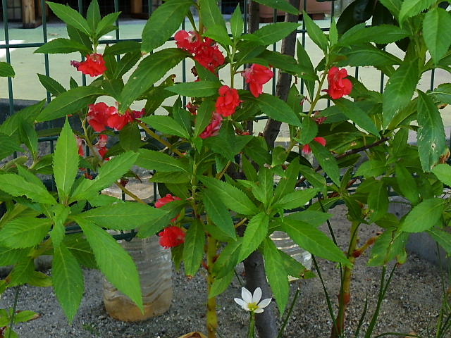 彼岸花、烏柄杓、酔芙蓉、姫凌霄花、鳳仙花、ナミアゲハ_c0051143_2332485.jpg