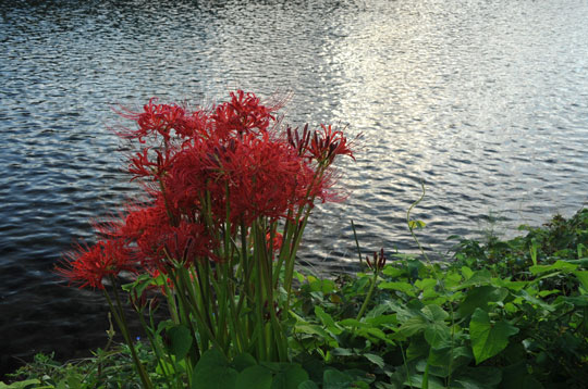 c0093046_751330.jpg