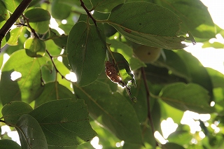e0184251_11223868.jpg