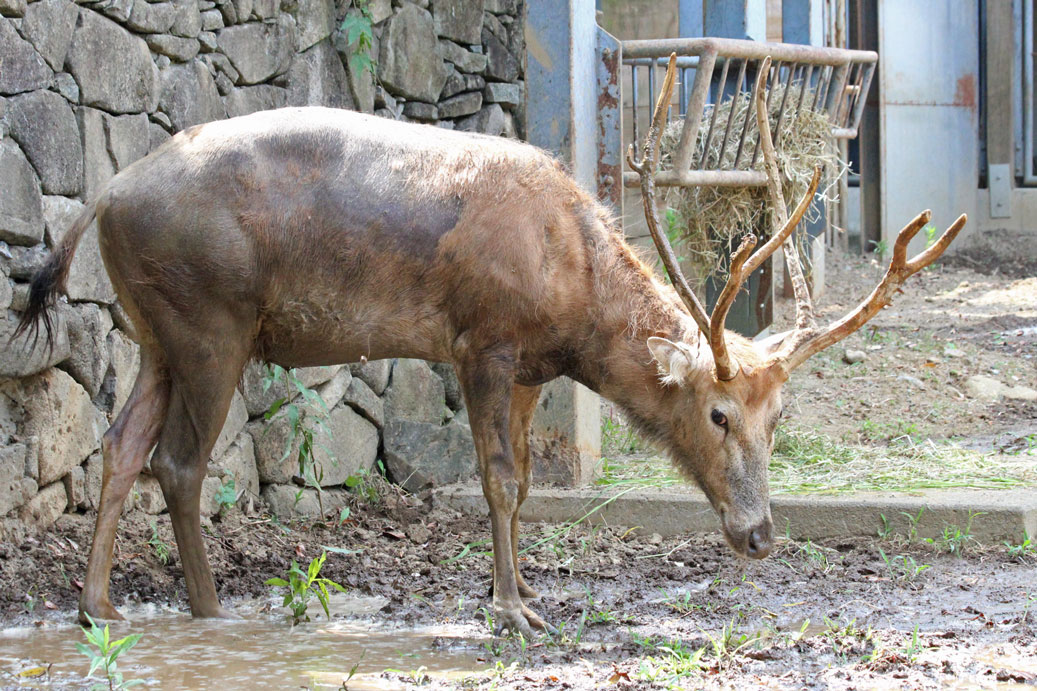 泥飛ばシフゾウ 動物園ありマス
