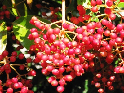 c0190960_10415637.jpg