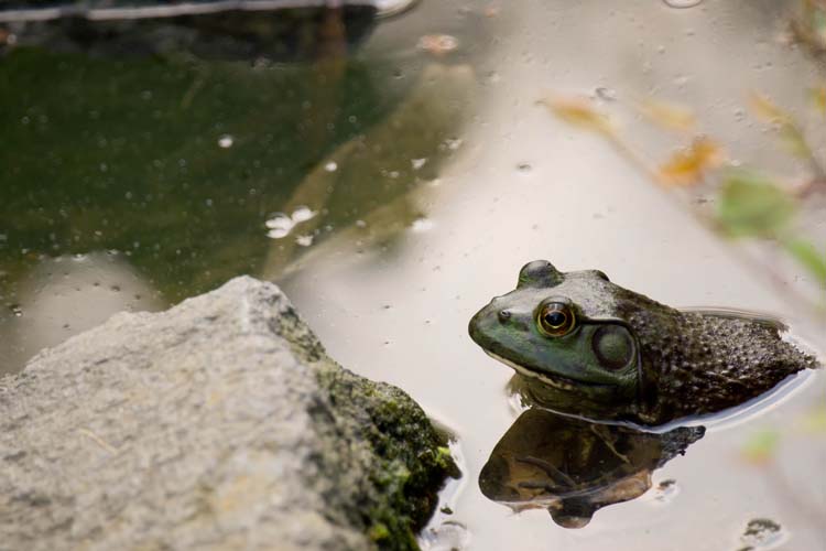 不忍池の主・・カエルさん : clear wings