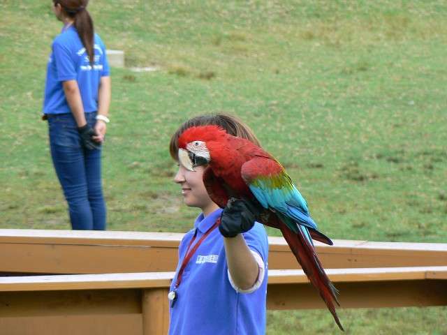 那須動物王国のバードパフォーマンスショー_d0010073_2044917.jpg