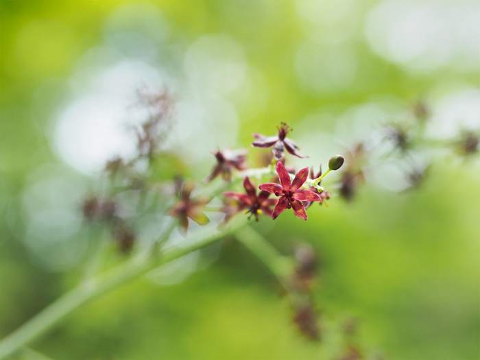 箱根湿性花園のお花たち~vol.2~_a0161380_22322748.jpg