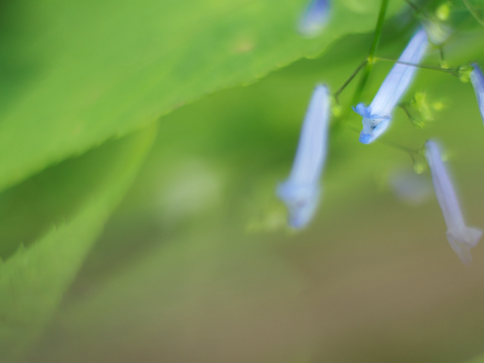 箱根湿性花園のお花たち~vol.2~_a0161380_22364698.jpg