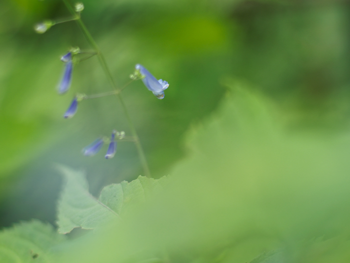 箱根湿性花園のお花たち~vol.2~_a0161380_22381891.jpg