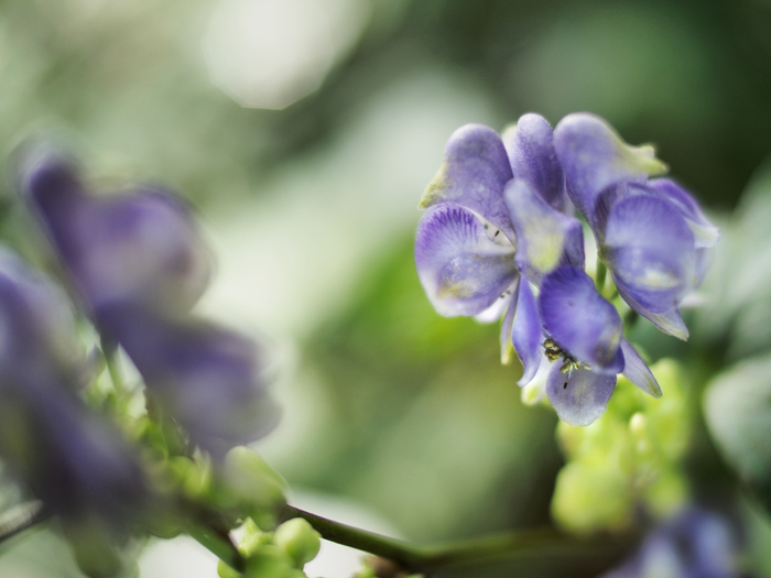 箱根湿性花園のお花たち~vol.2~_a0161380_224016.jpg