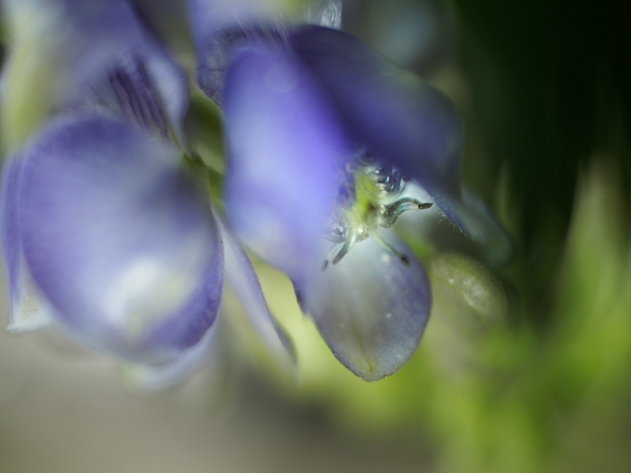 箱根湿性花園のお花たち~vol.2~_a0161380_22424792.jpg