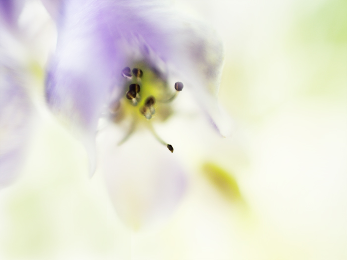 箱根湿性花園のお花たち~vol.2~_a0161380_2242928.jpg