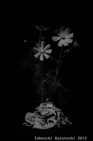 a cosmos and a masked palm civet_e0290580_229638.jpg