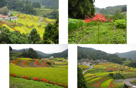 江里山の棚田_d0132289_13419100.jpg