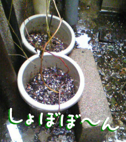 e0175295_1512011.jpg