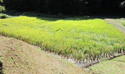 e0270403_1311718.jpg