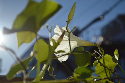 a0154304_9422681.jpg