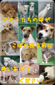 a0285205_1195428.png
