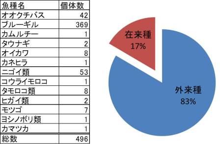 第10回城北ワンド・イタセンパラ再生活動実施報告_a0263106_13241579.jpg
