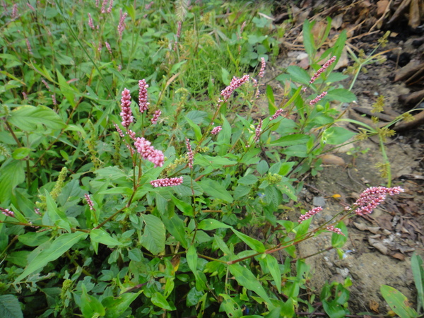 c0105306_1028265.jpg