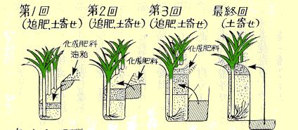 白ネギ（根深ネギ）の土寄せ…2012/10/1_f0231709_11222535.jpg