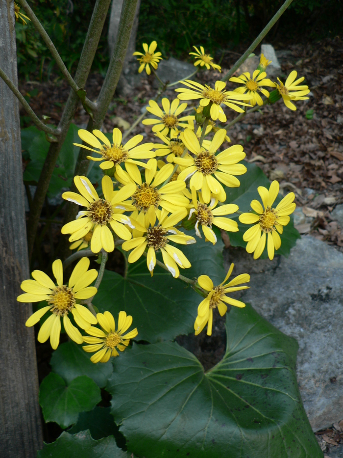 今月の花　－自薦－_f0219710_12384933.jpg