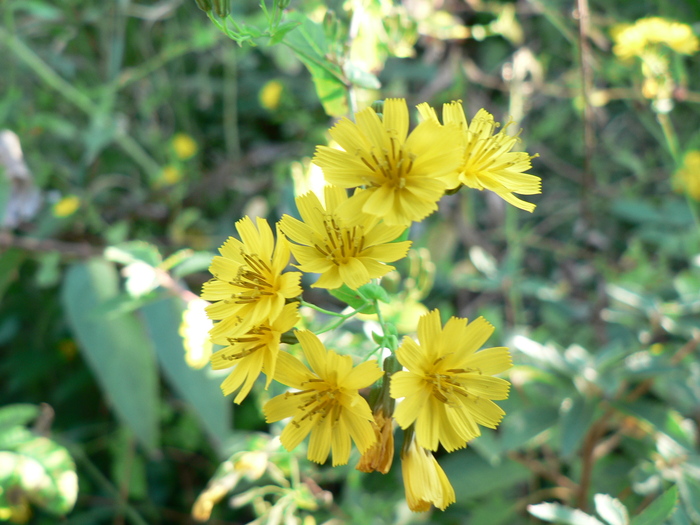 今月の花　－自薦－_f0219710_12421839.jpg