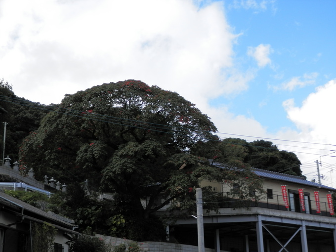 秋の「便り」~☆_a0125419_10244451.jpg