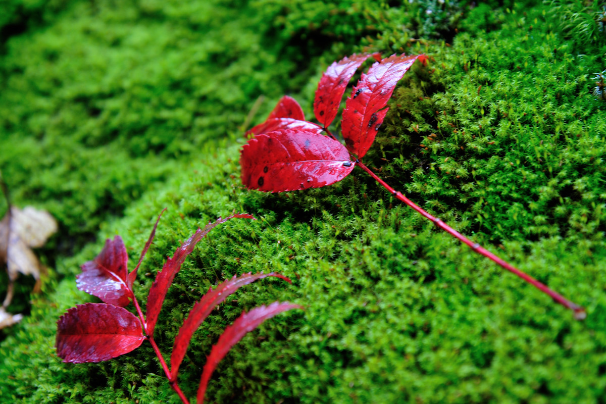 紅葉の高原温泉沼巡り 2012.9.30_a0145819_6344579.jpg