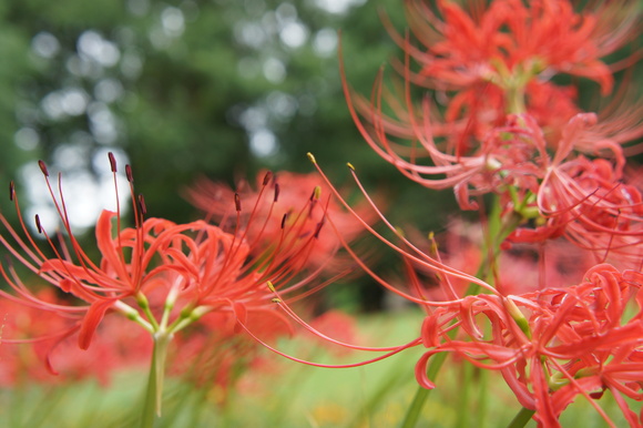 服部緑地　都市緑化植物園　彼岸花_b0192820_18395990.jpg