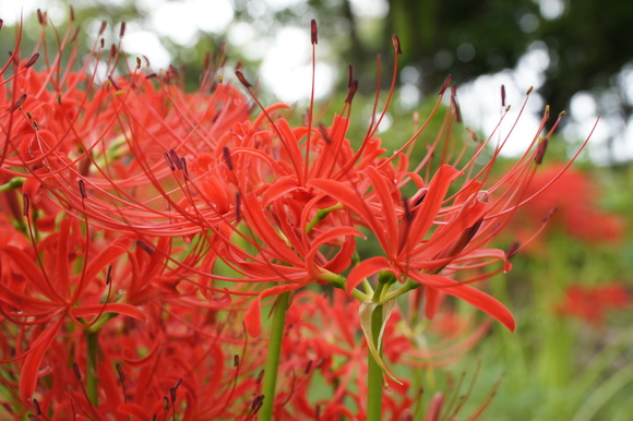 服部緑地　都市緑化植物園　彼岸花_b0192820_18421636.jpg