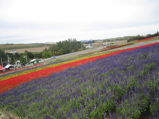 Enjoy Furano_f0207320_17524296.jpg