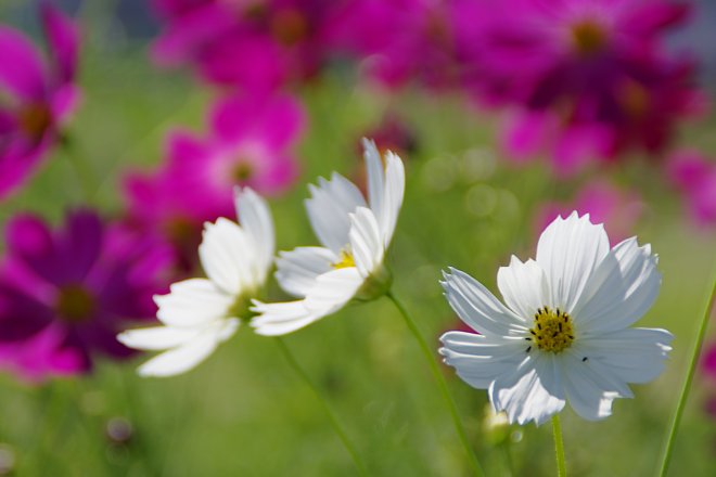 2012年10月1日　咲き乱れる秋桜_b0134829_179189.jpg