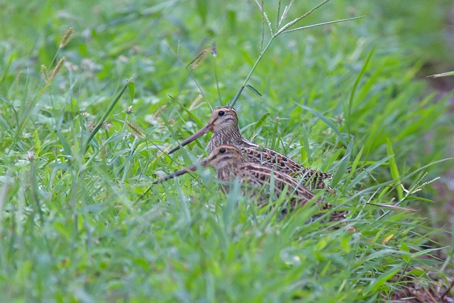 9/18　懲りずに早朝鳥見　（10/1記）_a0080832_2210469.jpg