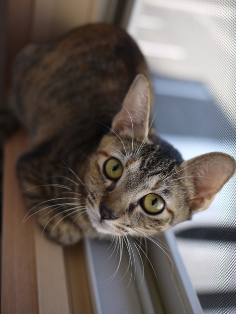 猫のお友だち ちーちゃん編。_a0143140_21464281.jpg