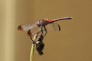 c0016056_1771532.jpg