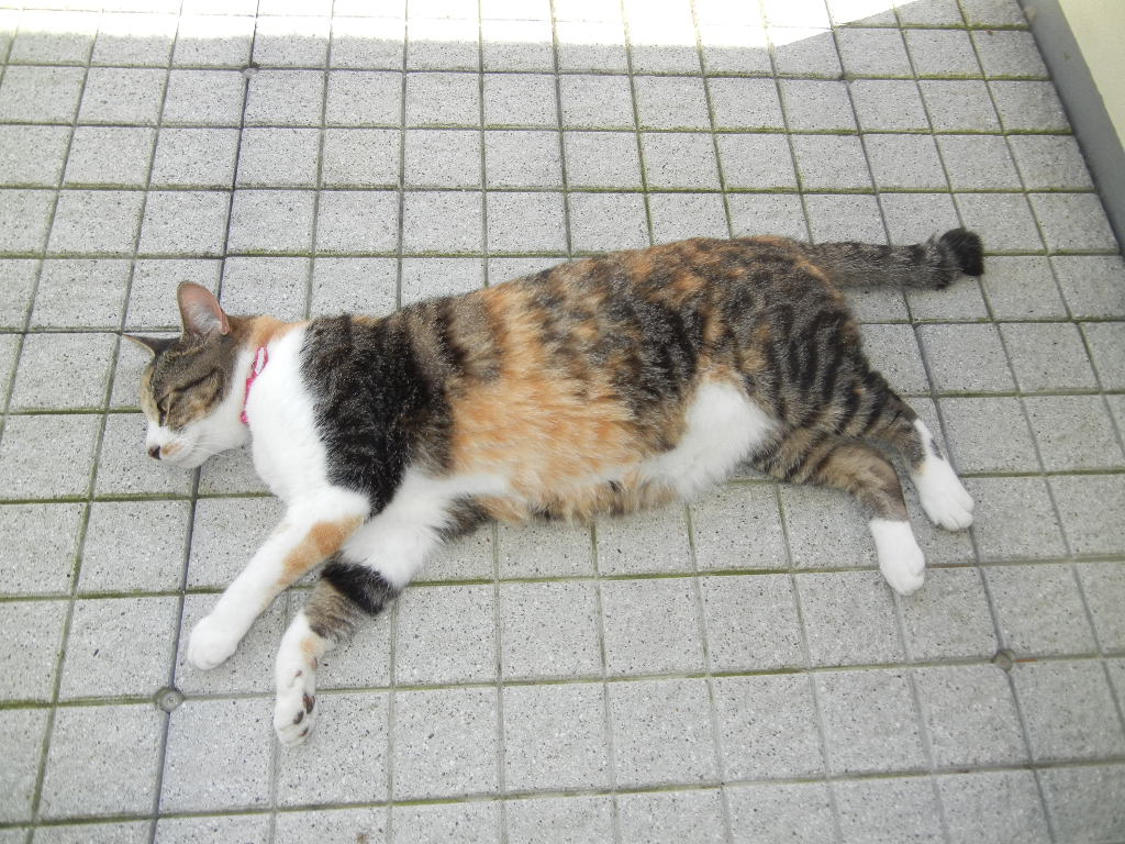 ’12,10,1(月)台風17号一過!_f0060461_10361698.jpg