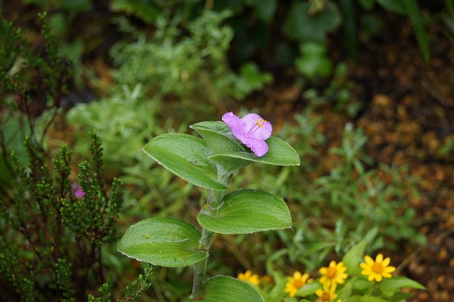 e0181373_21385310.jpg