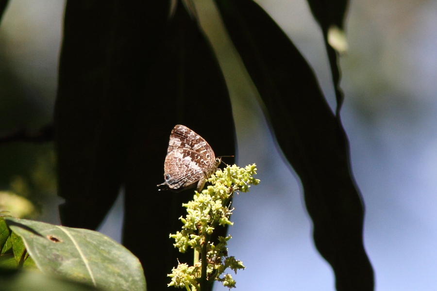 Arhopala ijauensis　（2012年10月3日）_e0272773_1783578.jpg