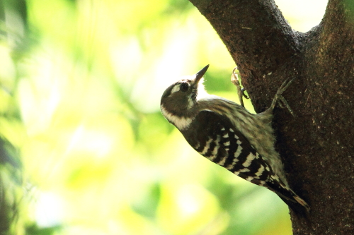 ★アカゲラがいました/先週末の鳥類園(2012.9.29~30)_e0046474_0283689.jpg