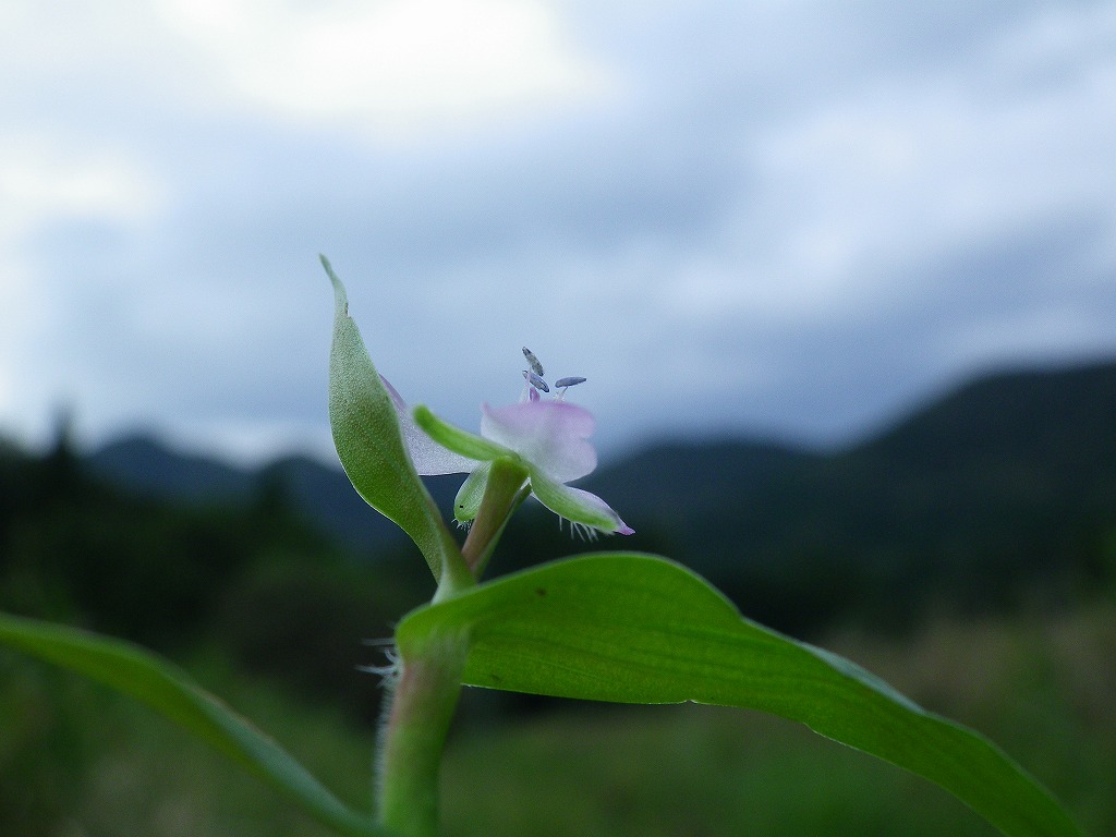 『可愛い疣草(イボクサ)の花』 : 自然風の自然風だより
