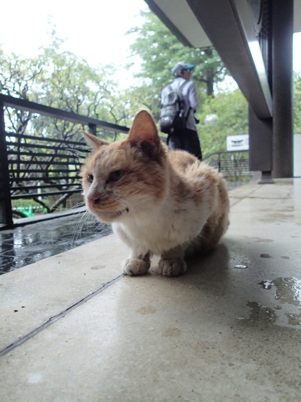 雨宿り_c0109780_17191764.jpg
