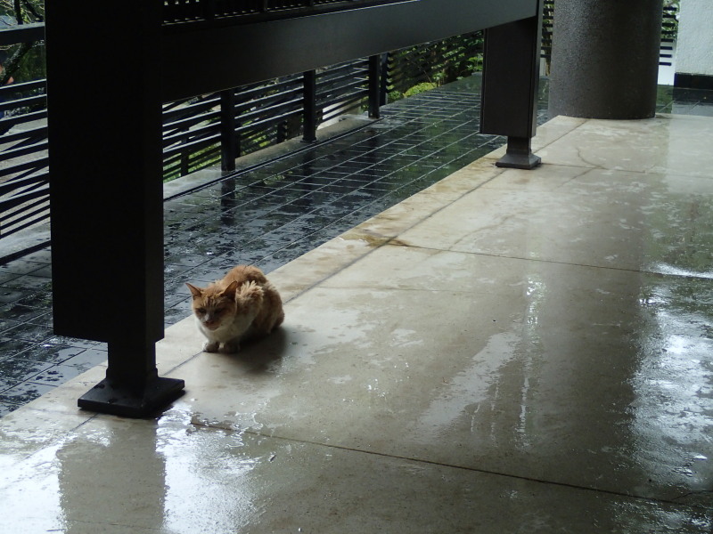 雨宿り_c0109780_1719293.jpg