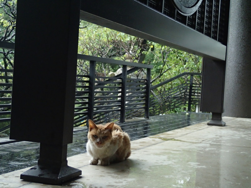 雨宿り_c0109780_1719957.jpg