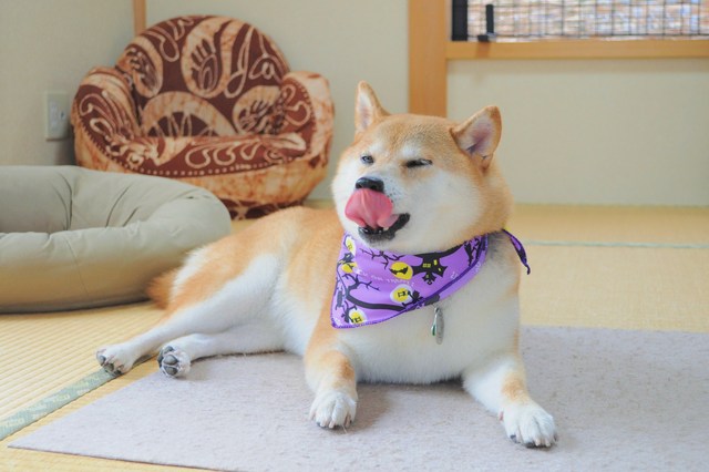 かぼすちゃんのお出かけ_a0126590_23131191.jpg