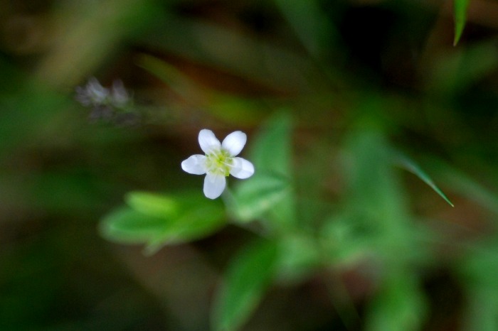 センブリetc　―蛇峠山の花―_d0168292_19364498.jpg